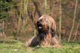 BRIARD 082